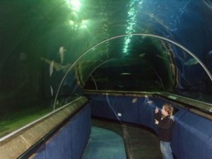 Aquarium Deep Sea World